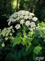 Image result for Heracleum