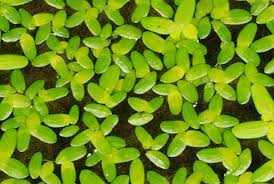 Image result for Pandiaka angustifolia