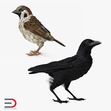 Raven And Sparrow Collection 3d Model 3d Model Animals Raven
