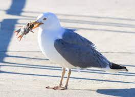Have We All Missed The Point About Seagulls Save Coastal Wildlife