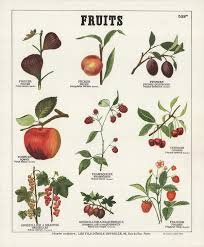 Deyrolle Fruits I Auction Fr Deyrolle Affiches Anciennes Imagier
