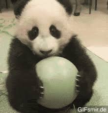 Weitere ideen zu lustige tiere, gif lustig tiere, tiere. 10 Tier Gifs Die Du Niemals Vergessen Wirst Gifsmir