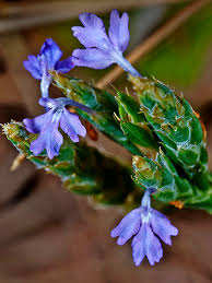 Image result for Elytraria