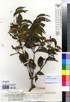 Image result for Psydrax parviflora