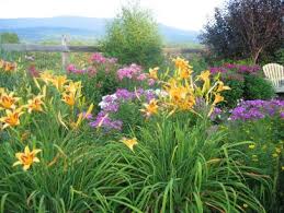 With the long growing season of zone 9 landscapes, long blooming flowers are very important. 23 Perennials For Full Sun Hgtv