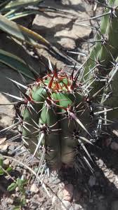 Image result for Rytigynia lewisii