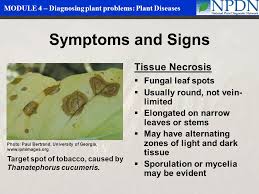 Recessed lights can give your room a new stunning outlook. Diagnosing Plant Problems Plant Diseases Ppt Video Online Download