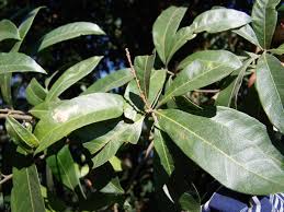 Image result for Myricaceae