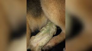 Linda l bobo 2812 mussman dr indianapolis, in 46222: Rare Green Puppy Born To German Shepherd At Florida Rescue Wish Tv Indianapolis News Indiana Weather Indiana Traffic