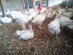 In poultry, infection by a. Aspergillosis The Silent Disease That Frustrate A Lot Of Poultry Farmers Bnethub