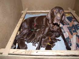 Image result for německý ohař krátkosrstý