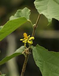 Image result for Grewia olukondae