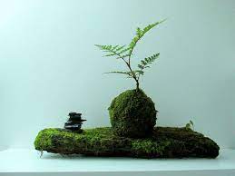 How To Make A Kokedama The Japanese Art Of The Moss Ball Japanese Moss Balls Moss Balls Zen Garden