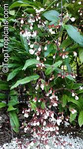 Image result for Clerodendrum capitatum