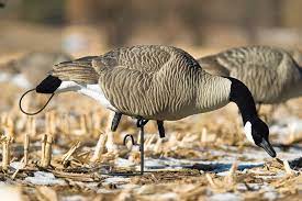 Canada Goose Deluxe Decoy Paint Kit