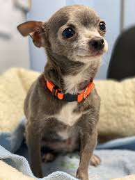 Maybe you would like to learn more about one of these? Scotch Plains Nj Man Accused Of Housing Illegal Puppy Mill