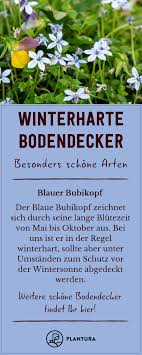 Winterharte Bodendecker Robuste Schone Sorten Plantura Bodendecker Winterhart Bodendecker Winterhart