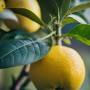 Profile Picture of Lemon 