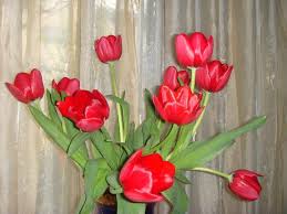 The Meaning Of Tulips Is Generally Perfect Love Like Many Flowers Different Colors Of Tulips Also Often Carr With Images Tulips Meaning Yellow Tulips Holiday Traditions