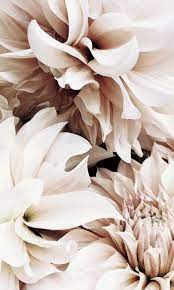 F L O W E R S Awesome Awesome Wallpapers Flower Background Wallpaper Flower Background Iphone Flower Phone Wallpaper