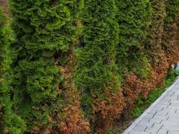Image result for thuja drying out dead dried symptoms)