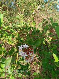 Image result for Carissa spinarum