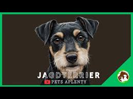 Image result for jagdteriér