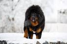 8 Breeds of Himalayan Mountain Dogs: Sheepdogs, Mastiffs ...