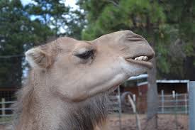 Bactrian camels are camels with two humps. Snappygoat Com Free Public Domain Images Snappygoat Com Camel Teeth Head Hump Day Hump 1186228 Jpg