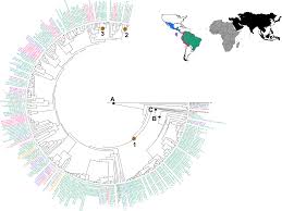 Image result for Synsepalum passargei