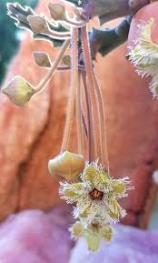 Image result for Stadmannia