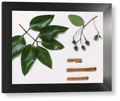 Image result for Cinnamomum verum