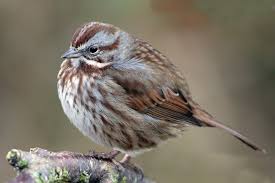 Sparrow Birds Of Colorado Identification Birdist Rule 23 Identify Your First Song Sparrow Song Sparrow Sparrow Common Birds