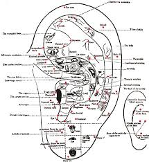 ear acupuncture at acupuncture torbay