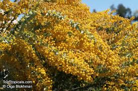 Image result for Polystachya cultriformis (yellow-flowered form)