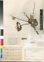 Image result for Maytenus undata