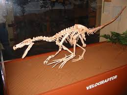 Maybe you would like to learn more about one of these? Wow Picture Of Museum Of Western Colorado Dinosaur Journey Museum Fruita Tripadvisor