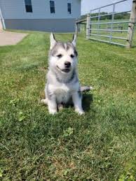 Can a husky and german shepherd live together? German Shepherd Husky Puppies For Sale Lancaster Puppies