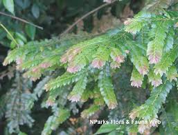 Image result for Anisophyllea quangensis