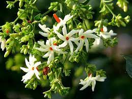 Maybe you would like to learn more about one of these? What Are The Health Benefits Of Parijat Or Night Jasmine Lifealth
