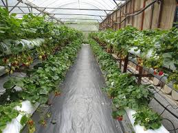 Ant weighs financial holding company to placate regulators, sources say. Cameron Highlands Farm Strawberry Rows Cheng Leng Chan Flickr