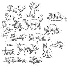 Pin On Cat