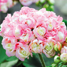 Blumen bestellen | blumenversand schweiz. Sommerblumen Online Kaufen Bestellen Bei Baldur Garten