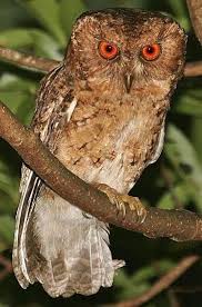Japanese Scops Owl Otus Semitorques Is An Owl Which Is A Resident Breeder In Japan Owl Photos Owl Pictures Owl