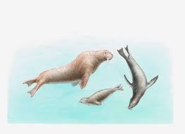 Gajah laut terbesar di dunia. Karakteristik Singa Laut Anjing Laut Dan Walrus Yang Berbeda