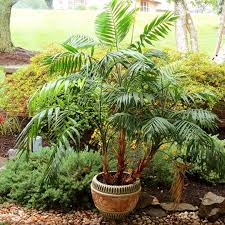 Image result for Chamaedorea radicalis