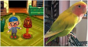 Even if you've fulfilled all the preconditions for cross pollination, yellow pansies may not grow the very next day. So Happy I Finally Got The Birdcage Today Now I Get To Have My Best Friend In Ac Animalcrossing