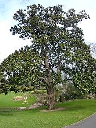 Magnolia, deciduous magnolia, saucer magnolia (most often magnolia x soulangiana var., but other there is one kind of tree that puts on the biggest, boldest and most breathtakingly beautiful. Magnolia Grandiflora Wikipedia