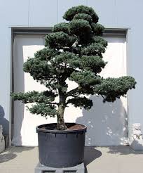 Bonsai De Shop Gartenbonsai Kiefer Gartenbonsai Garten Pflanzen