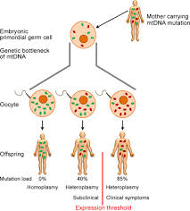 Mutation is a process that produces a gene or chromosome that differs from the wild type. Dna Mutation An Overview Sciencedirect Topics